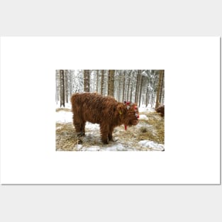 Scottish Highland Cattle Calf 1630 Posters and Art